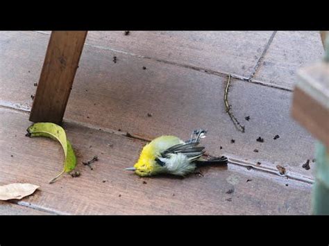 寵物鳥死掉怎麼處理